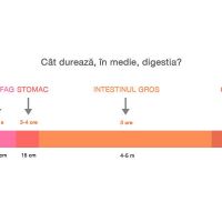 Cat de repede se digera alimentele tale preferate?