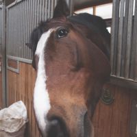 Echitatia, sportul care iti ascute simturile si te ajuta sa slabesti
