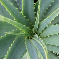 7 motive sa folosesti Aloe Vera in rutina ta de frumusete